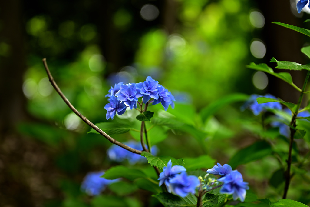紫陽花