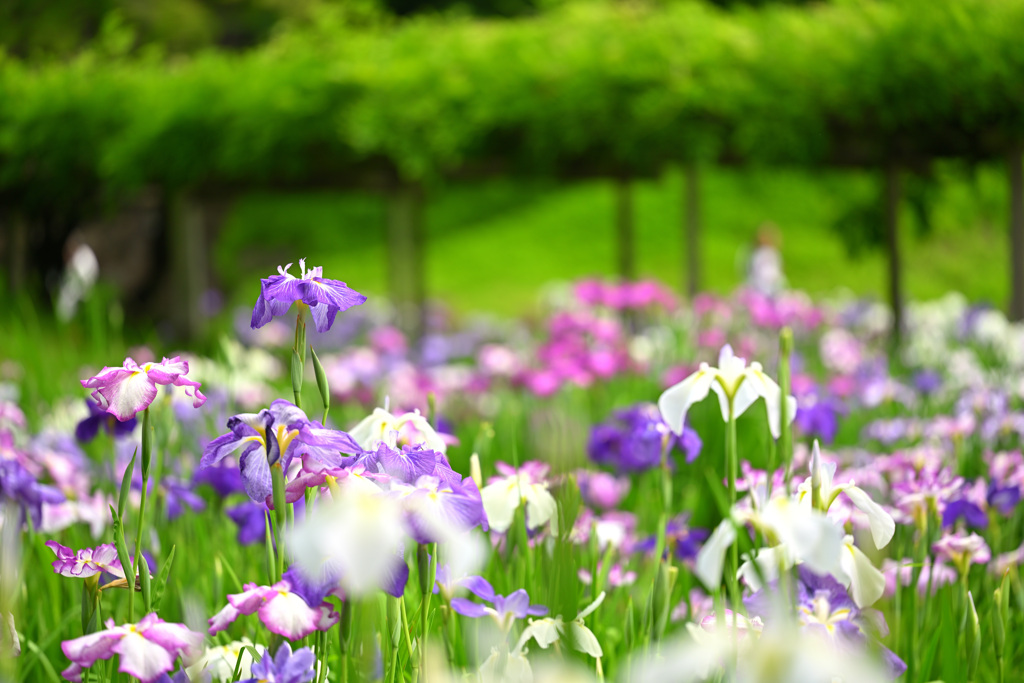 花菖蒲