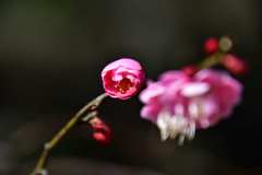 梅の花 8