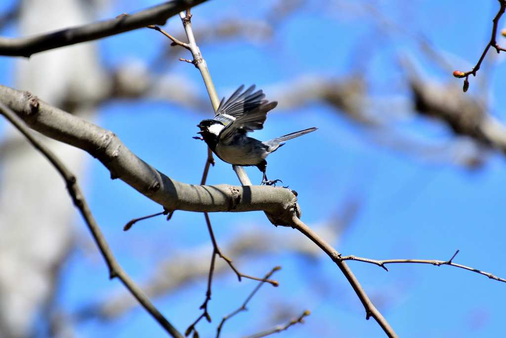 シジュウカラ 3