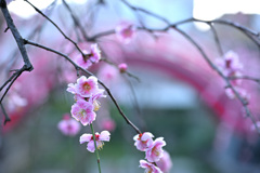 薄紅色