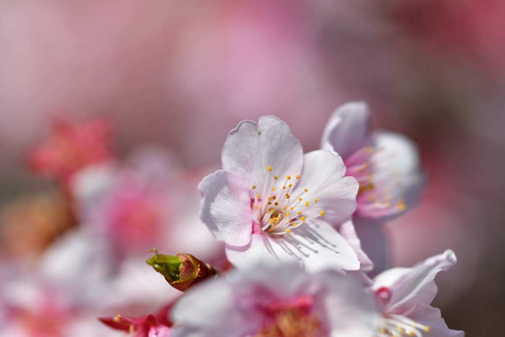 冬の華2