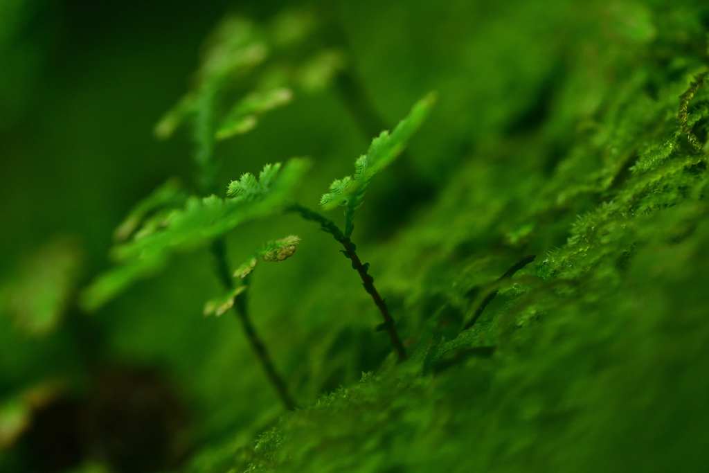 小さな森