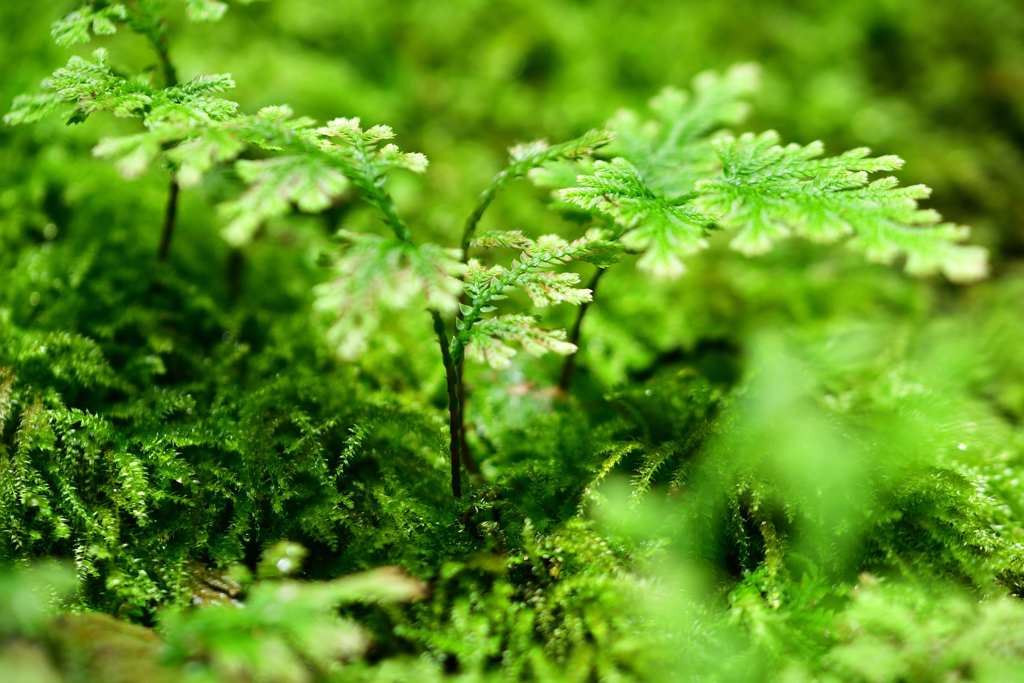 小さな森4