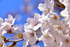 桜1