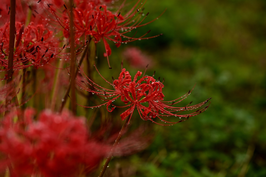 曼珠沙華・・・雨上がり