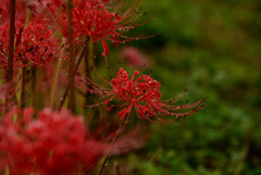 曼珠沙華・・・雨上がり