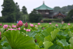 蓮と弁天堂