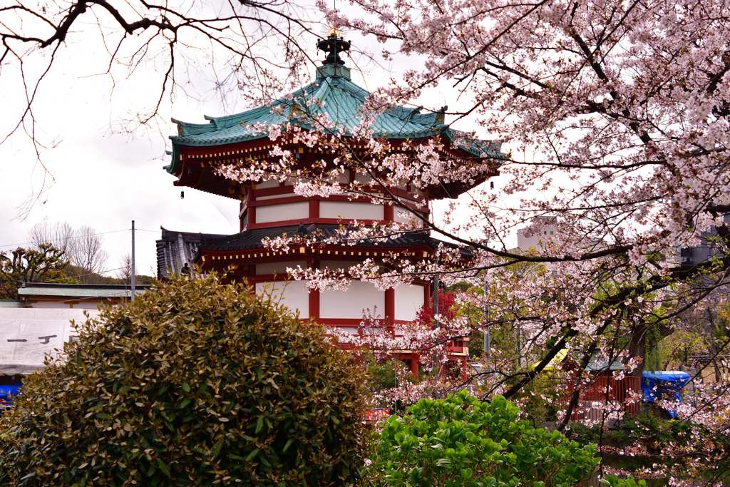 桜7