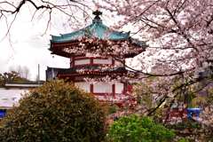 桜7