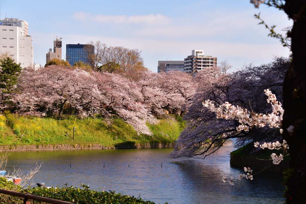 桜6