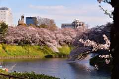 桜6
