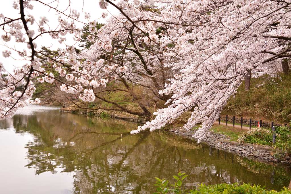 桜5