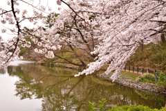 桜5