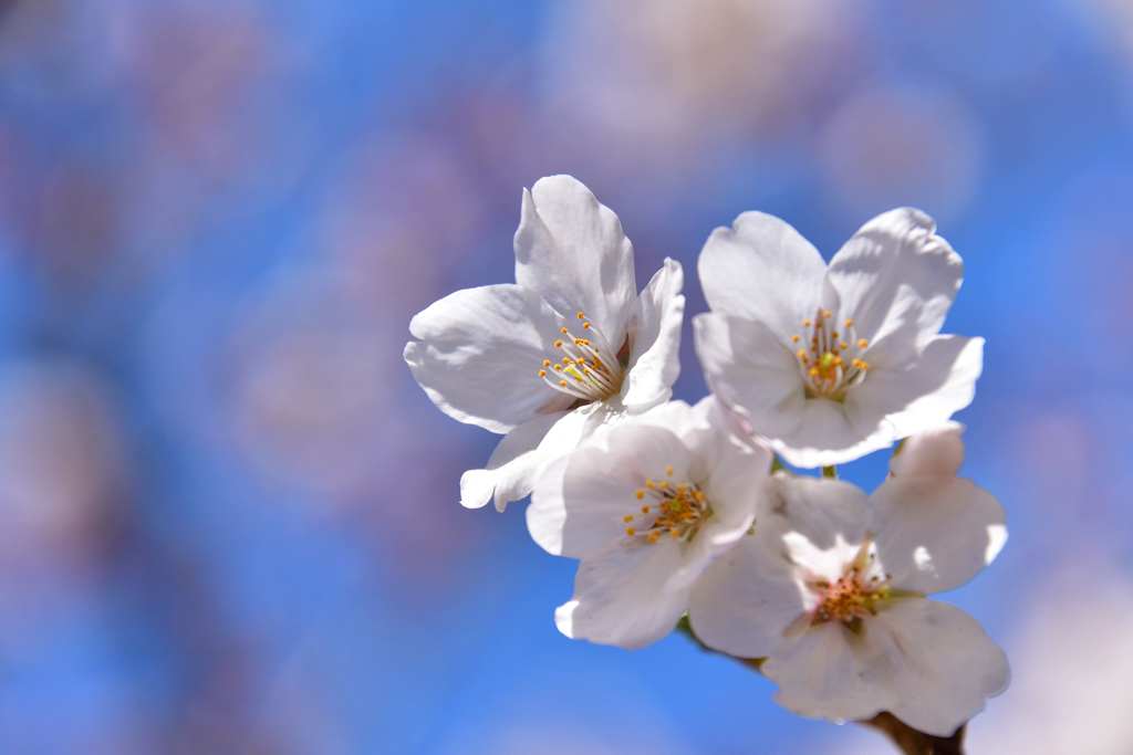 桜3