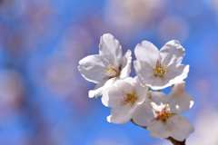 桜3