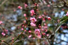 梅の花 9