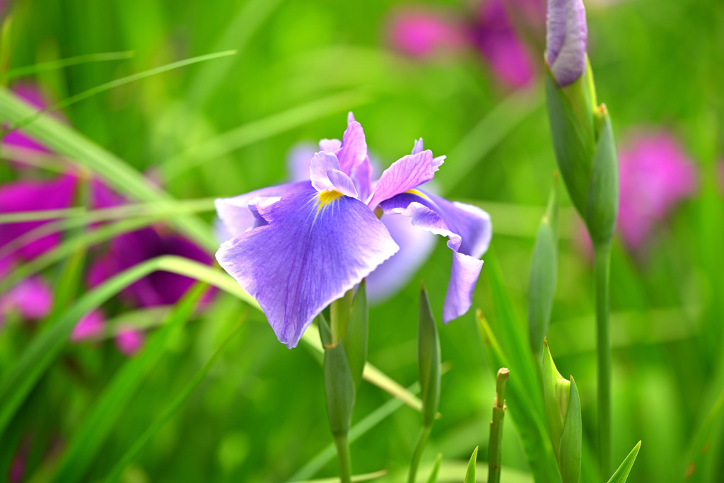 菖蒲