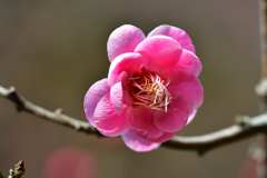 梅の花 6