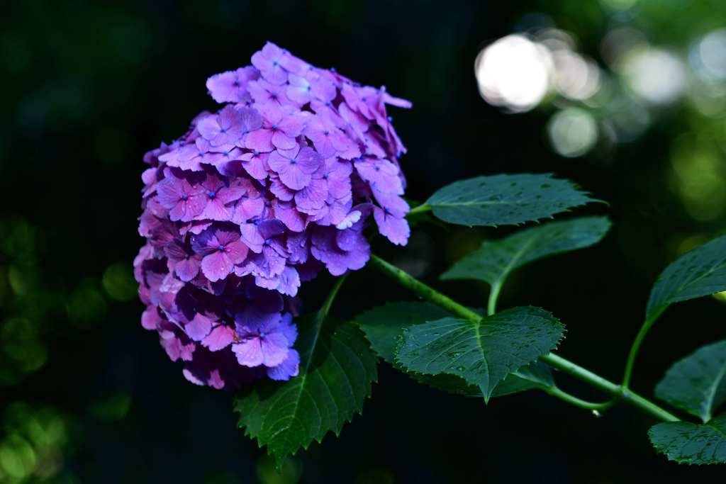 紫陽花2