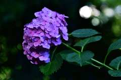 紫陽花2