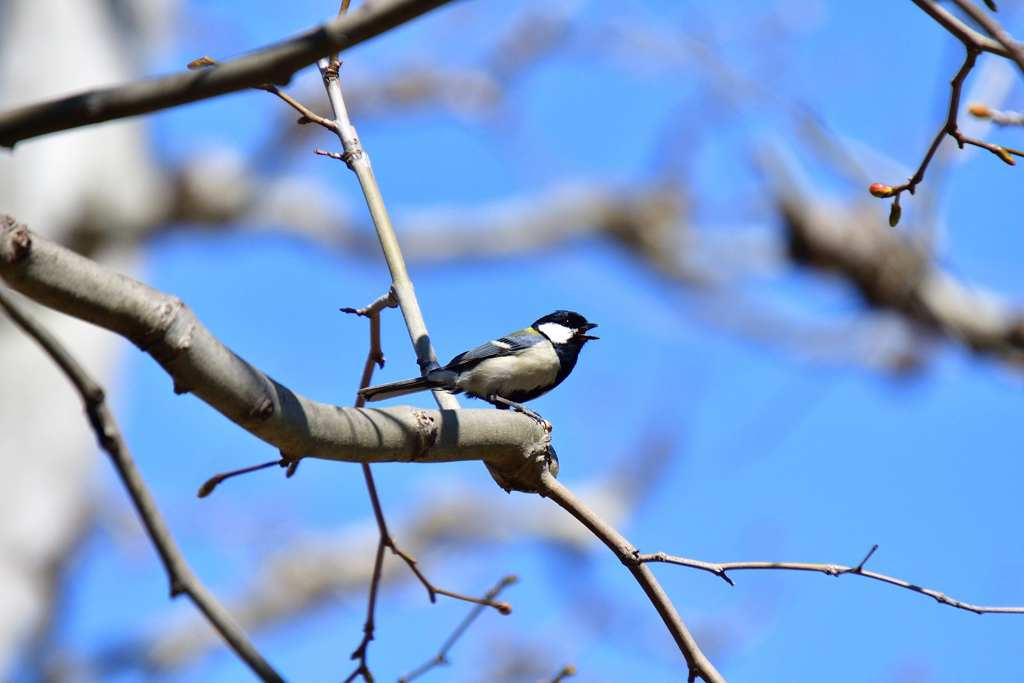 シジュウカラ1