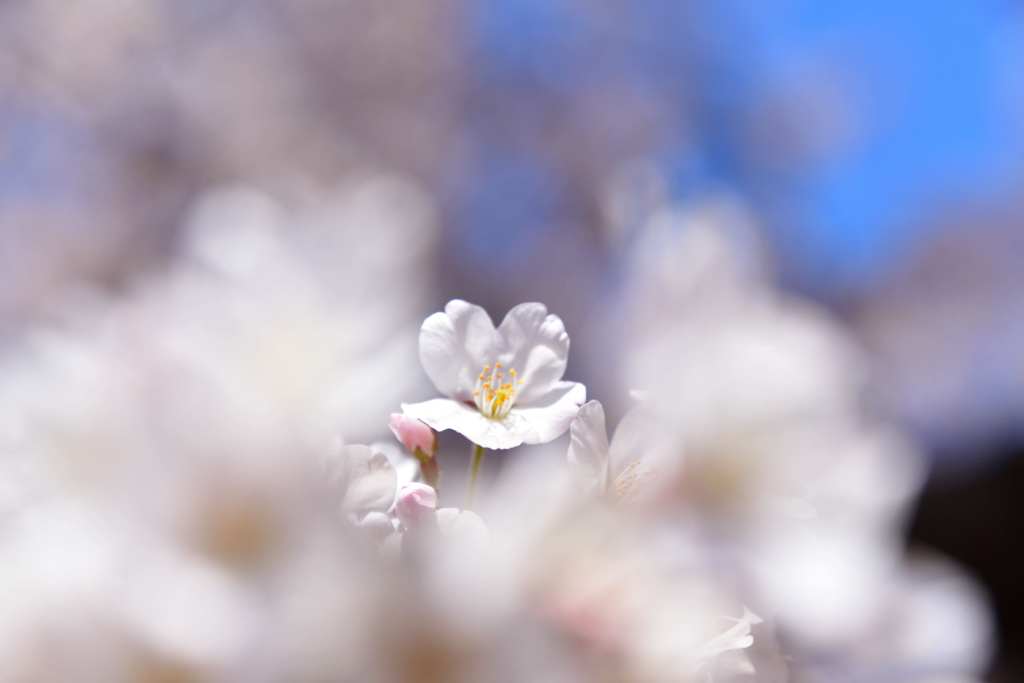 桜2