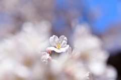 桜2