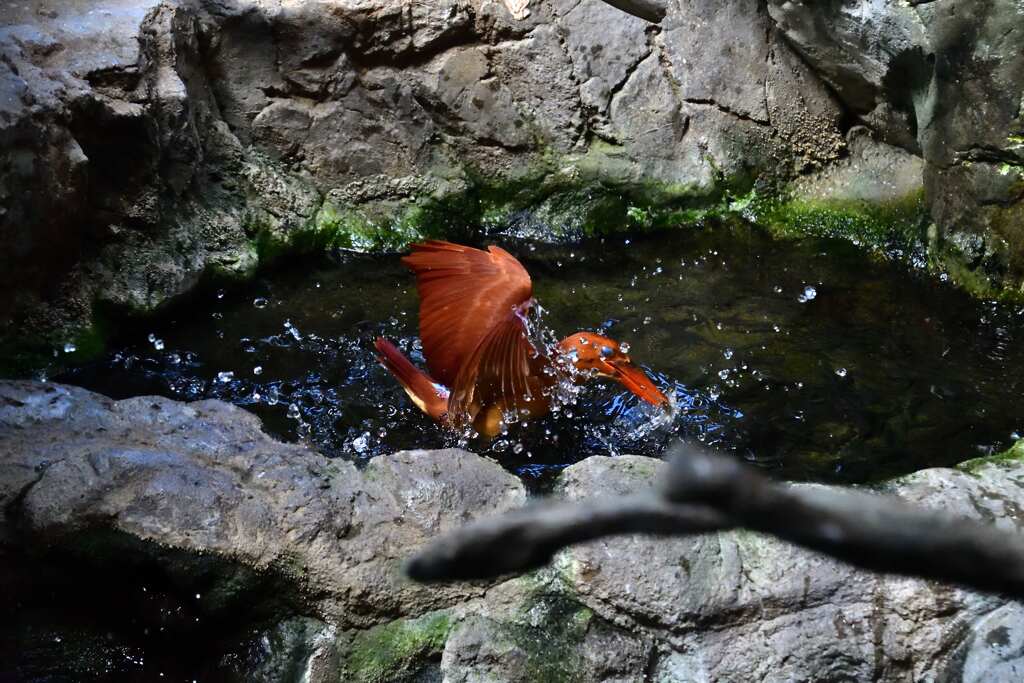 アカショビン4