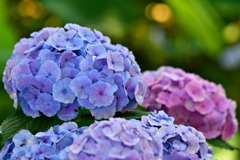紫陽花1