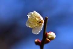 梅の花 5