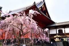 桜10