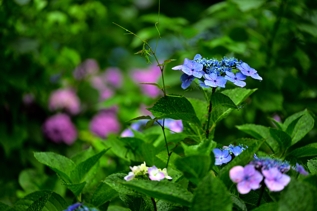 紫陽花