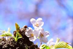 桜5