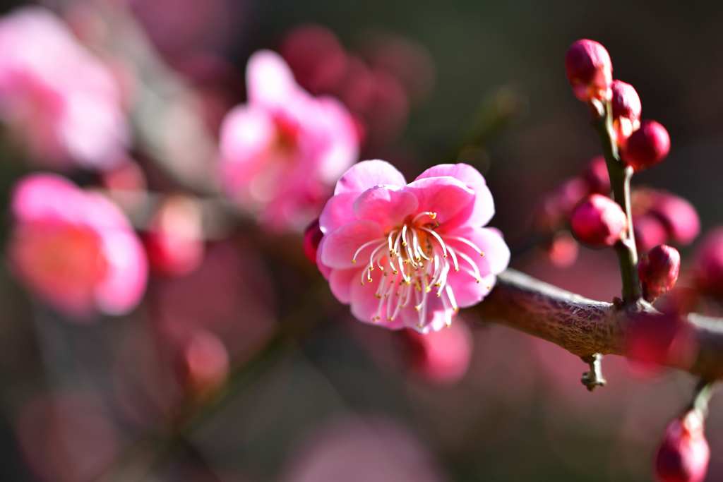 冬の華