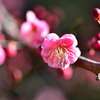冬の華