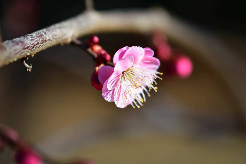 梅の花 3
