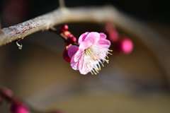 梅の花 3