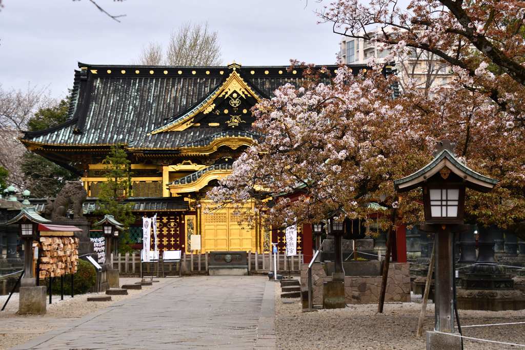 桜9