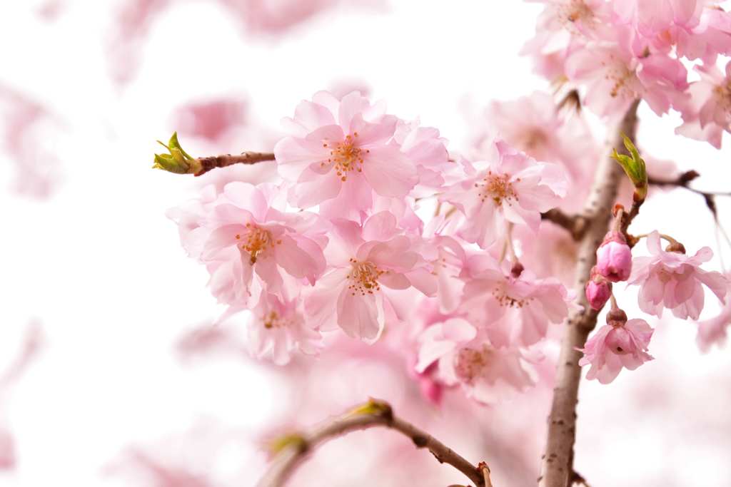 桜4