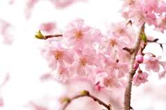 桜4