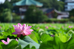 蓮