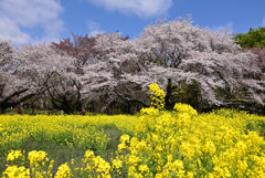 菜の花と桜
