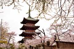 桜8