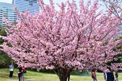 桜12