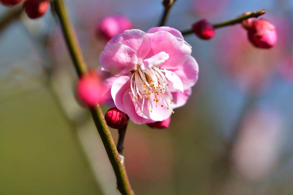 梅の花 10