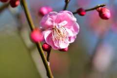 梅の花 10