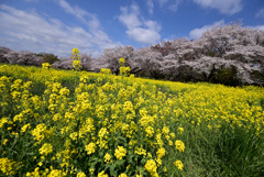 菜の花