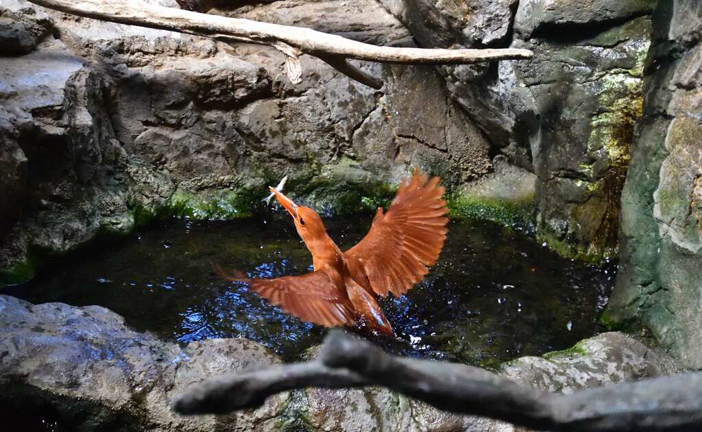 アカショビン2