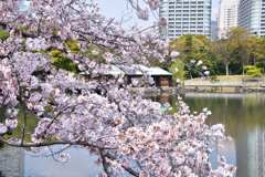 桜13